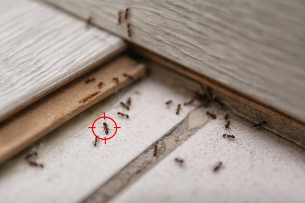 Best Ant Control Services  in Norton Center, MA
