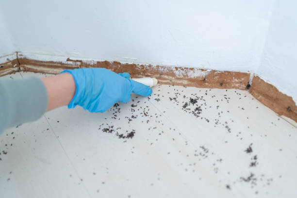 Insect Control in Norton Center, MA